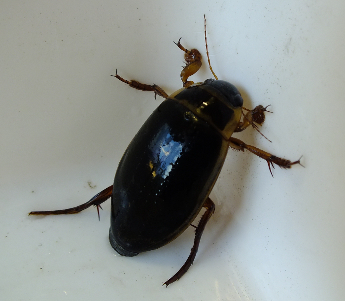 Great Diving Beetle adult